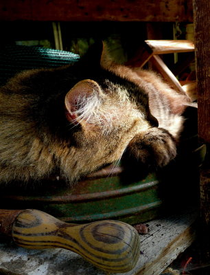 Fuzz in a sieve