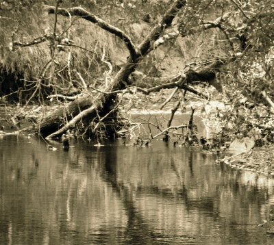 River Taw at Bondleigh
