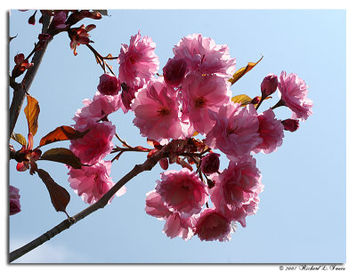 Pink Blossoms.jpg