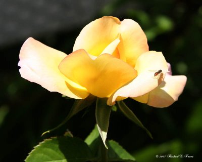 Tiny Wasp on a yellow rose.jpg