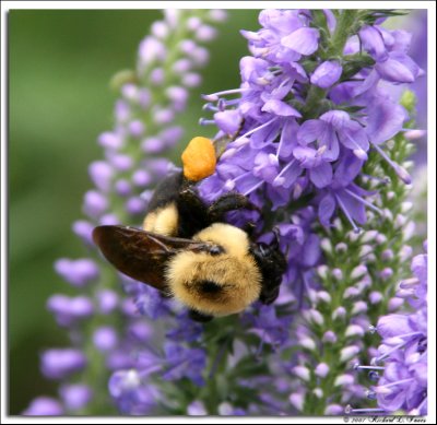 Bumble Bee.jpg