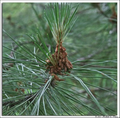 Red pine.jpg