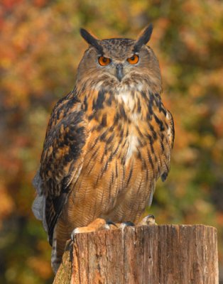 Fall Eagle Owl_5042.jpg