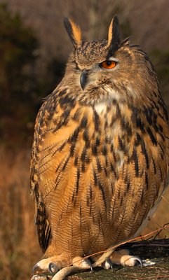 Eagle Owl_5860.jpg