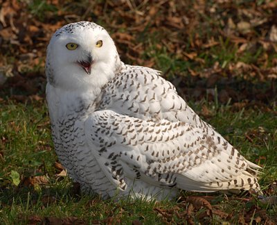 Snowy Owl_6139.jpg