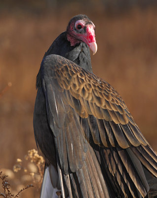 Turkey Vulture_6064.jpg
