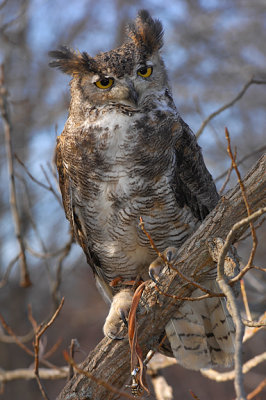 Great Horned Owl_5889.jpg