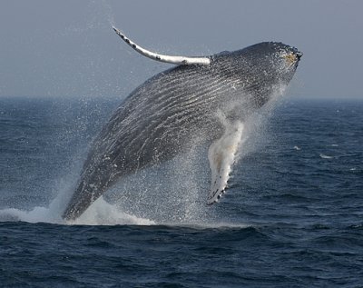 Latest Whale Watch 2007