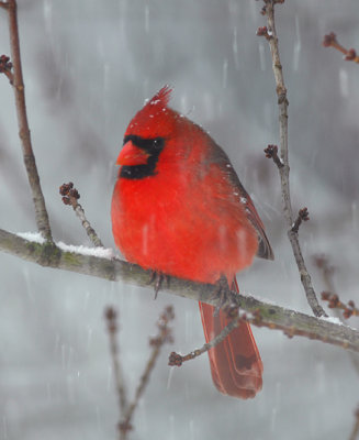 Cardinal in Snowstorm_4374.jpg