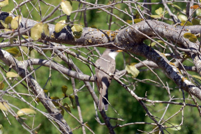 55cincoCooks 006yellowbilledcuckoo.jpg