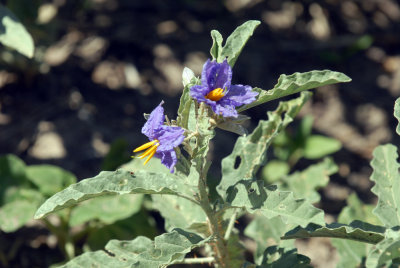 55cincoCooks 033silverleafnightshade.jpg