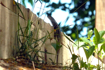 55cincoCooks 059lizard.jpg