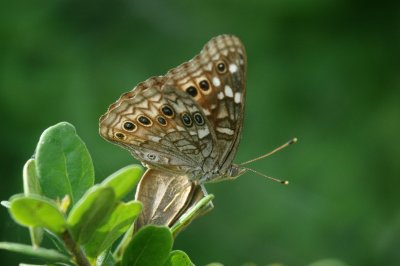 Asterocampa leilia Empress LeilaDSC_0711.jpg