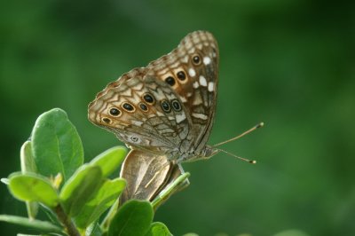Asterocampa leilia Empress LeilaDSC_0711.jpg