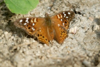 Asterocampa leilia (Empress Leilia).DSC_0575.jpg