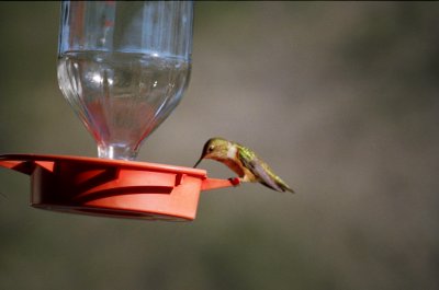 Hummingbirds