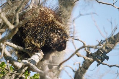12porcupine2.jpg