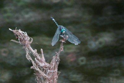 ThornbushDasherMaleDSC_0756.jpg