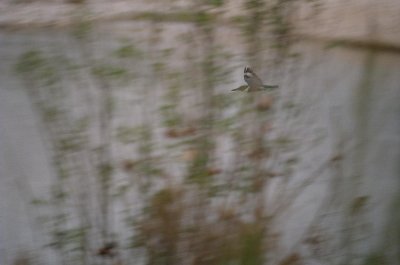 12kingifisher.jpg