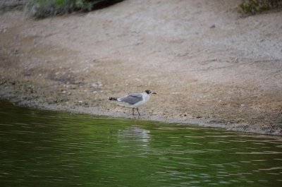 618laughinggull2.jpg