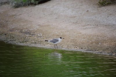 Gulls and Terns