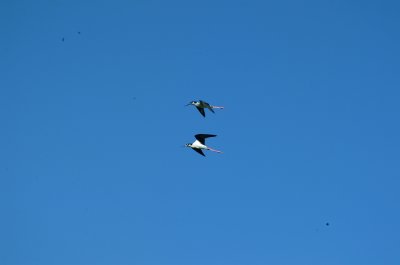 Stilts and Avocets