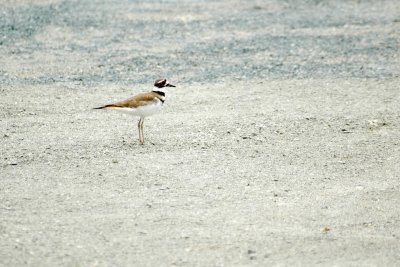 Sandpipers