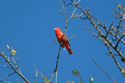 tanagers