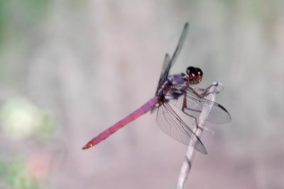 RoseateSkimmerCooksDSC_0438.jpg
