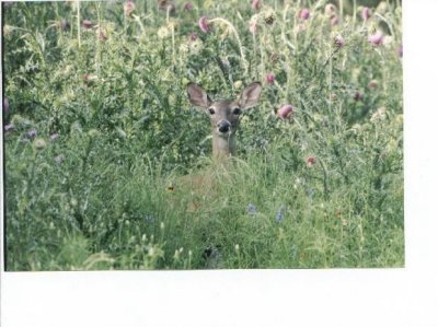 DeerTexas.jpg