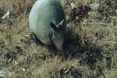 1armadilloNewBraunfels.jpg