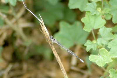 Familiar Bluet, Enallagma civileCooksDSC_0029.jpg