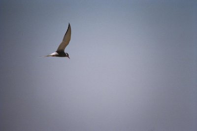 63arctictern2.jpg