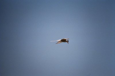 63arctictern3.jpg