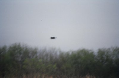 musc1flight.jpg