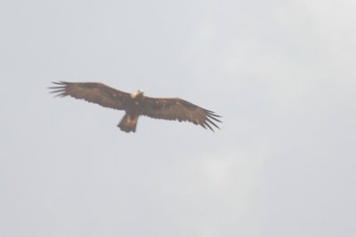 GoldenEaglesMateElPasoDSC_0901.jpg