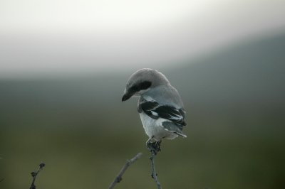 posingLHShrikeDSC_0861.jpg