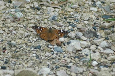 Asterocampa leilia Empress LeilaDSC_1053.jpg