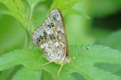 Asterocampa leilia Empress LeilaDSC_1029.jpg