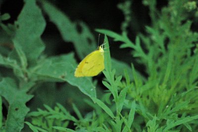 Sleepy Orange (Eurema nicippe) DSC_1122.jpg