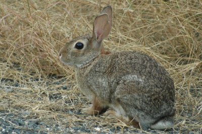 aPeterCottontailDSC_1307.jpg