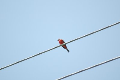 a Painted Bunting DSC_1391.jpg