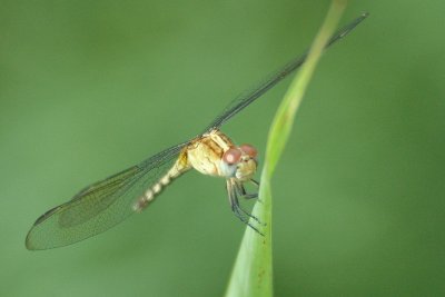 g6/63/778763/3/81606807.hvwuQpCm.jpg