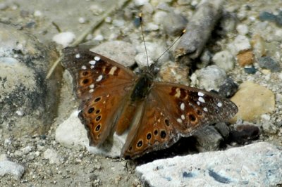 Asterocampa 1 DSC_1522.jpg
