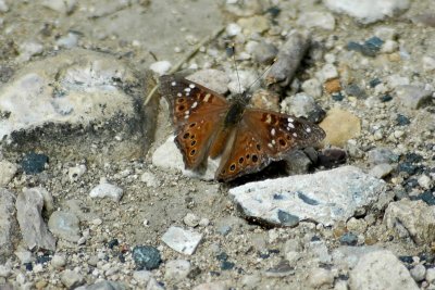 Asterocampa DSC_1522.jpg