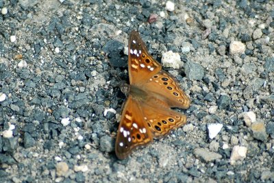 Asterocampa DSC_1534.jpg