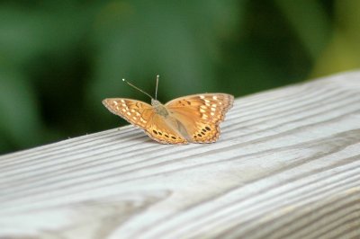 Asterocampa DSC_1546.jpg