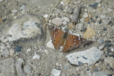 Asterocampa DSC_1524.JPG