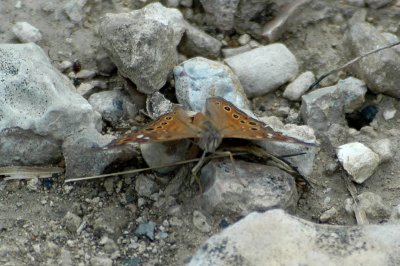 AsterrocampaDSC_1520.jpg