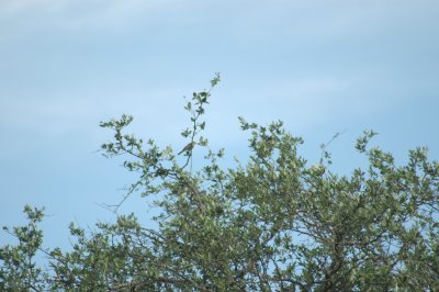 a oriole DSC_1525.jpg